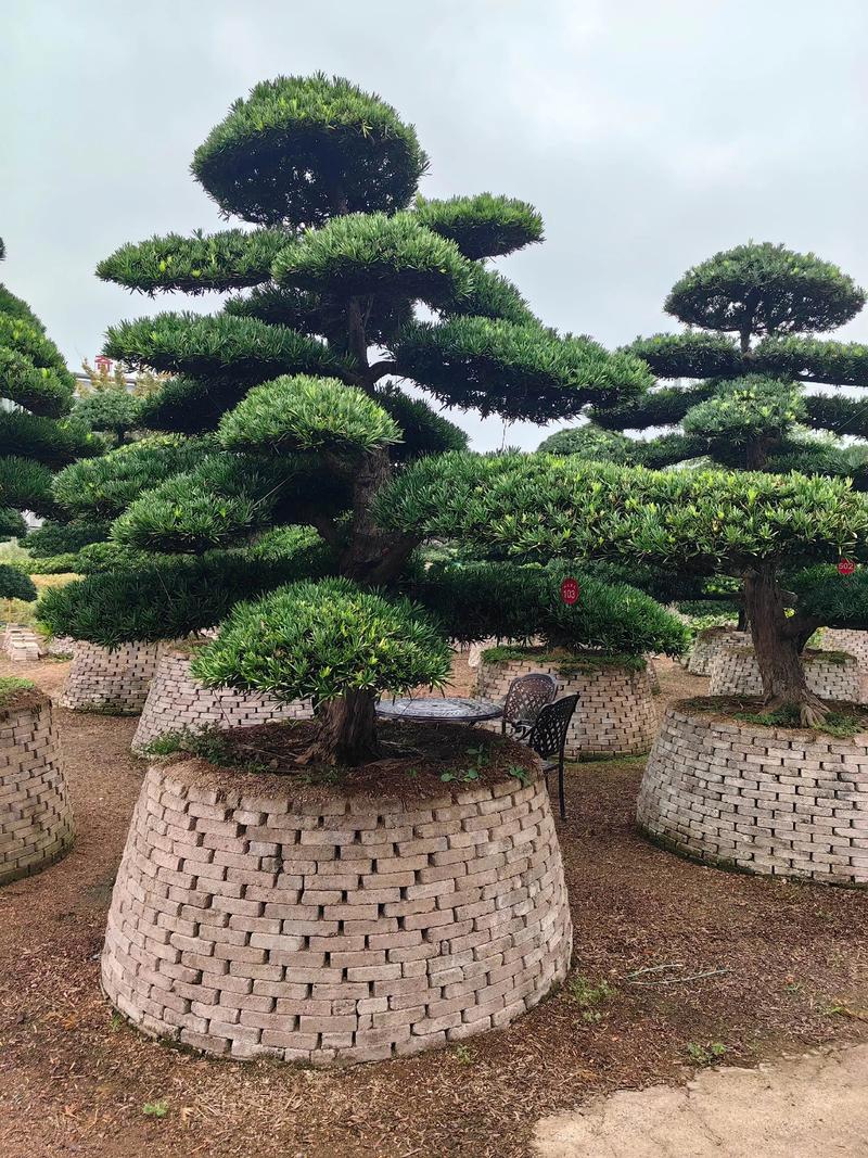苗木基地：承载绿色梦想的新绿之地