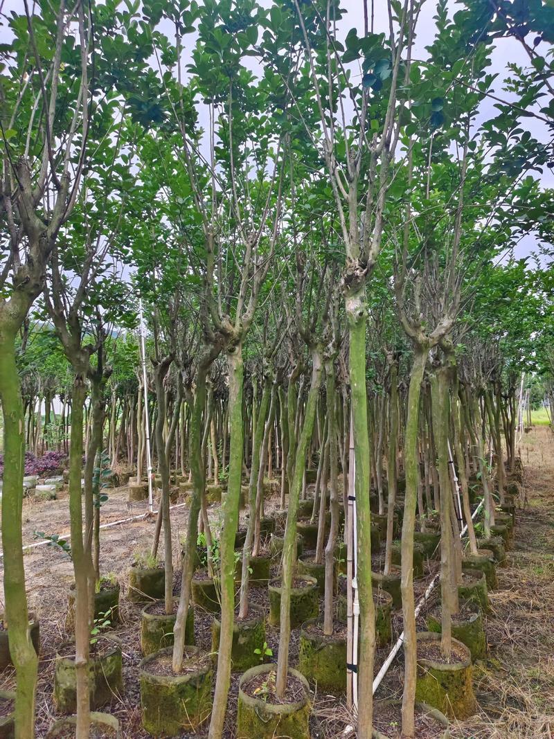 苗木基地：绿色希望的摇篮