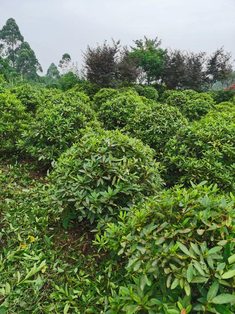 果树新苗——开启种植事业的新篇章
