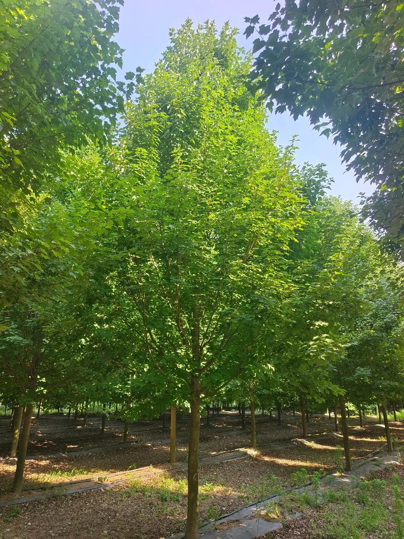 果树苗